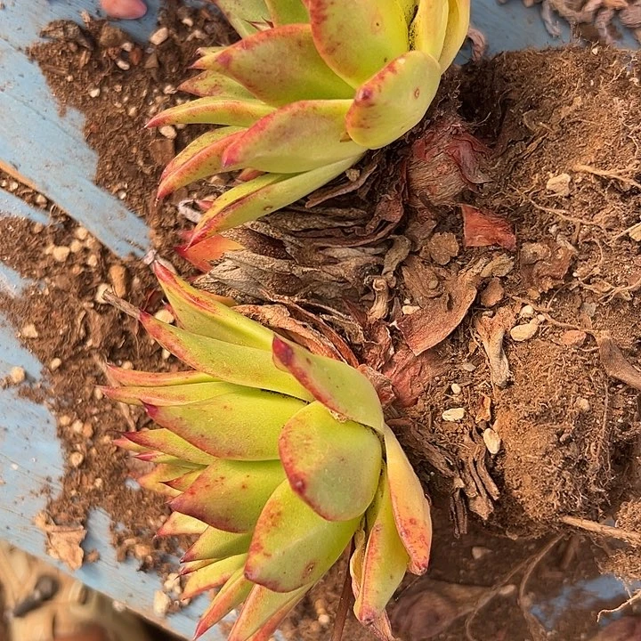 口红。