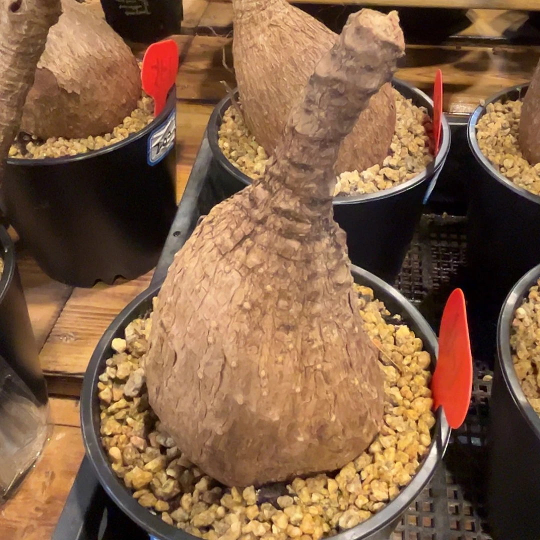 汤圆植物奇艺油柑1-16原价200