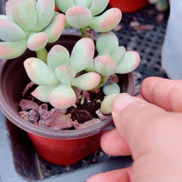 苹果奶多肉植物多肉