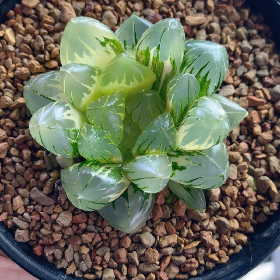 晚****来十二卷多肉水晶玉露锦。