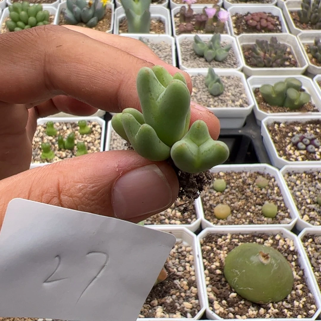 N***'9.26皮卡丘多肉植物组合27