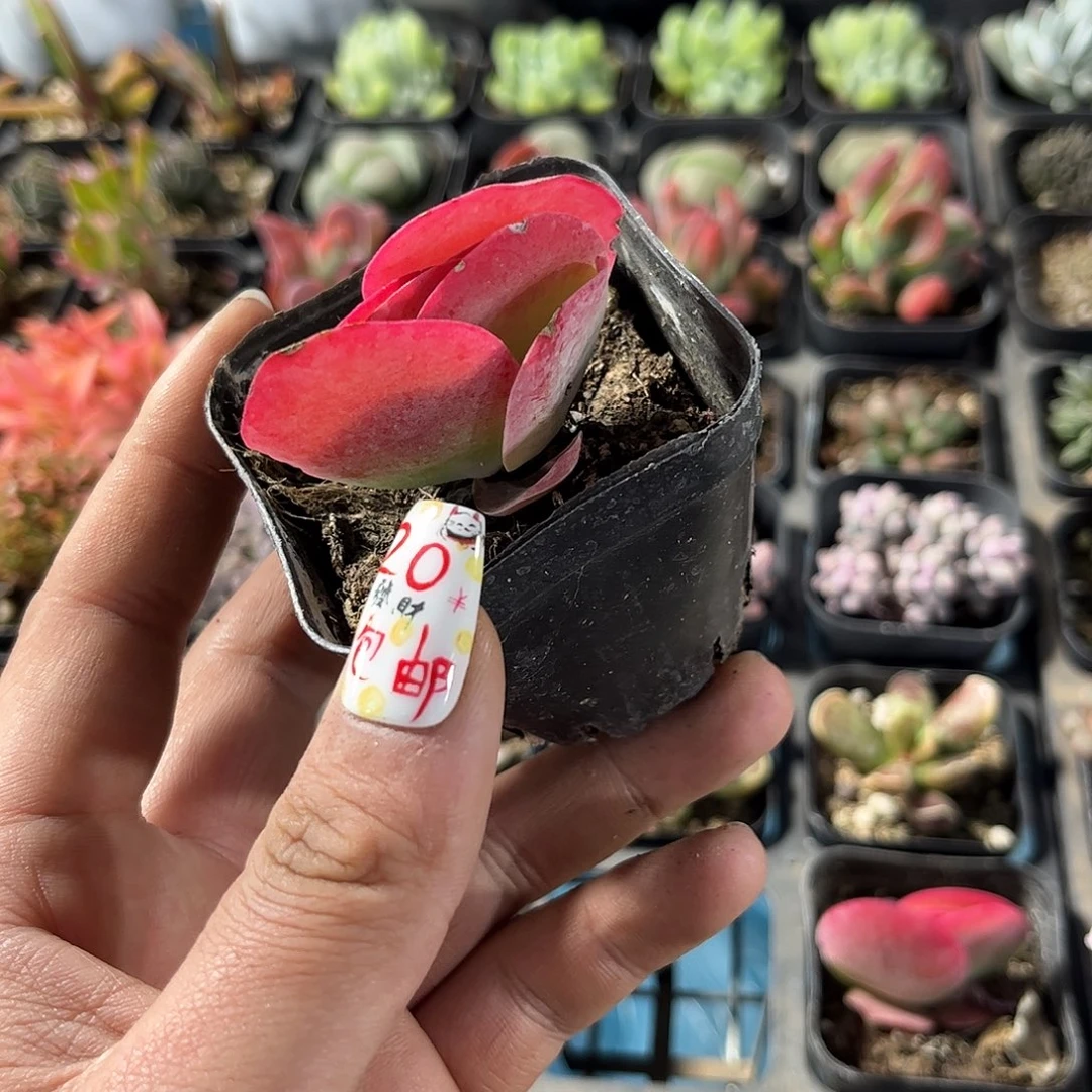 小唐印单头发货有根发货