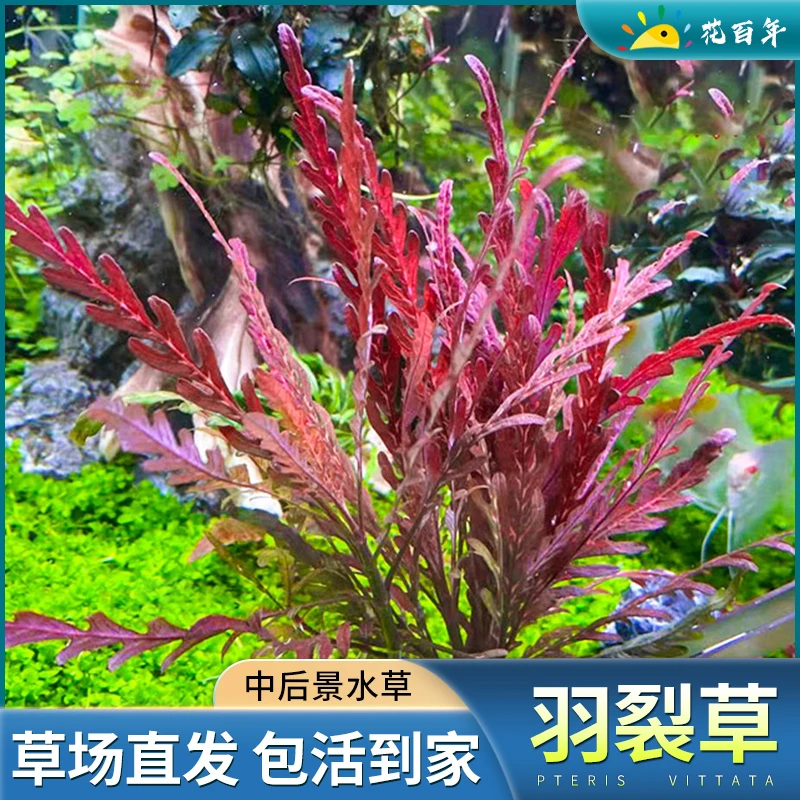 雨裂草水蓑衣雨蝶易养红色水草阴性鱼缸草缸造景新手羽裂淡水植物