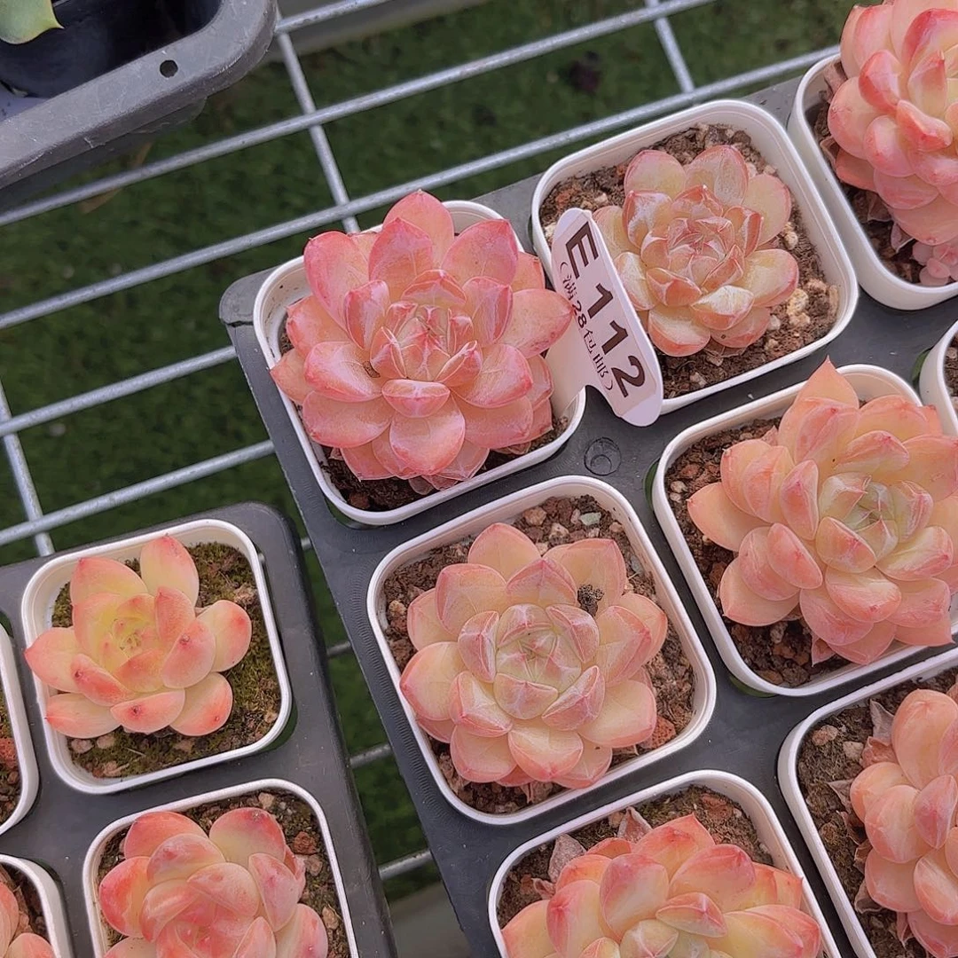 E112珍妮一物一拍