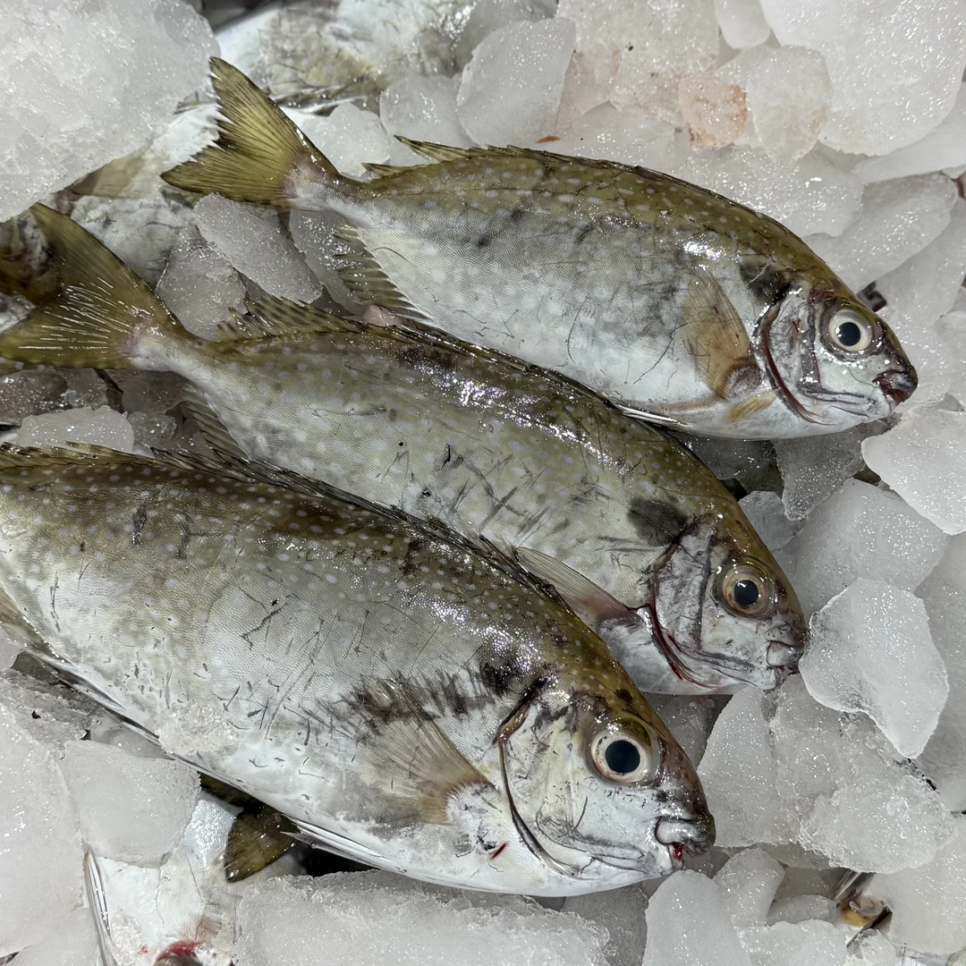 海捕鲜活速冻泥猛鱼3斤（去肚后大概2.4斤） 顺丰包邮