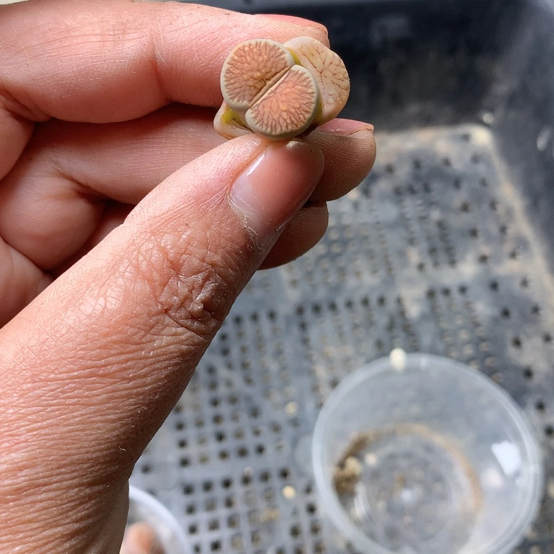 Y183多肉植物保护研究所