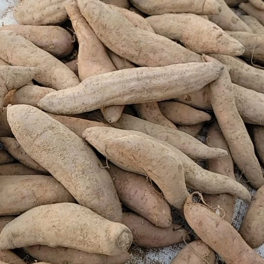 中国大陆河南哈密冰糖薯5斤