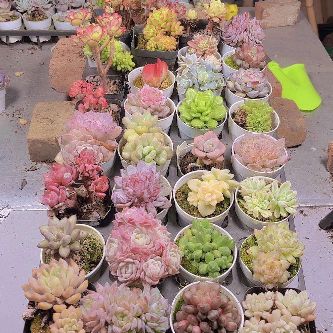 ༄****多肉组合一筐95.68