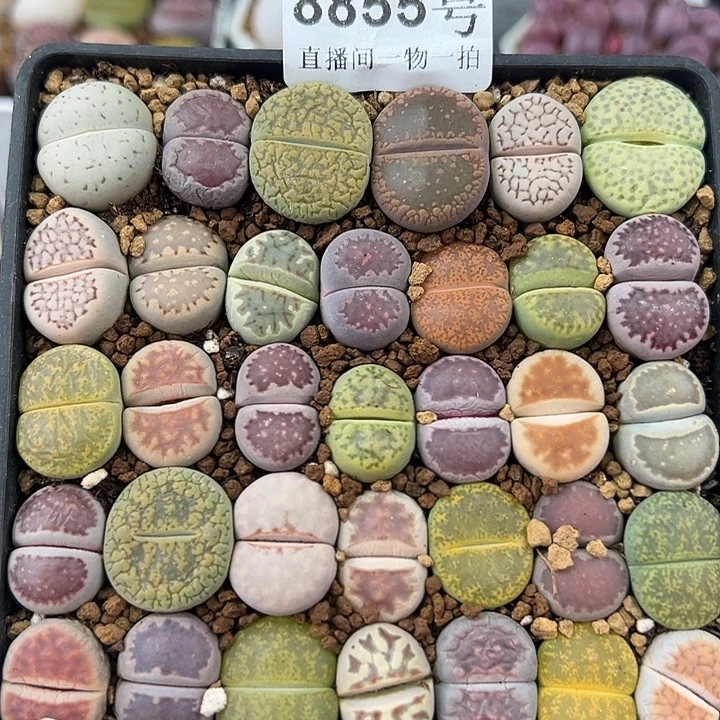 8855 好养易活生石花大母本10cm盆