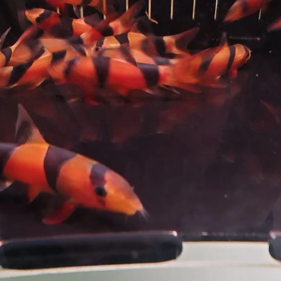 工具鱼三间鼠4/5  3只中通