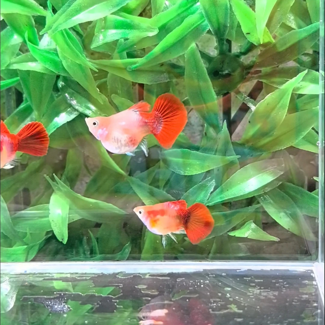 黄爆球种鱼2 对链接