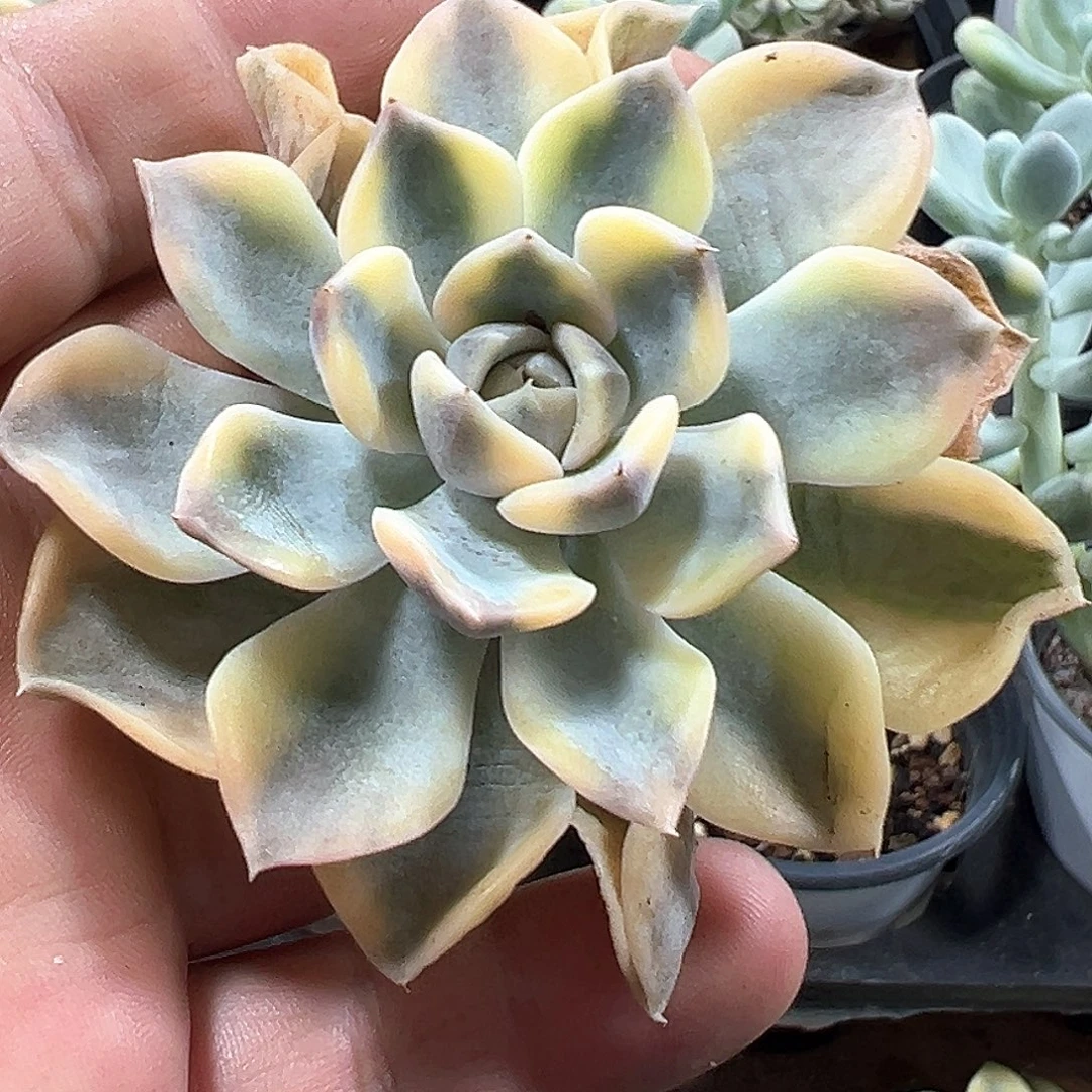 汉堡锦带侧芽小方花圃一单包邮非偏远