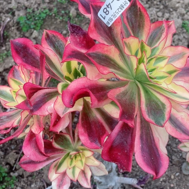 481魅影嫁接有砍多肉12345678