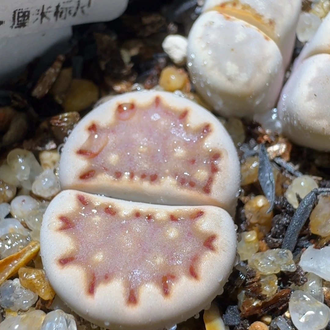 S便宜了很多来买531漫画