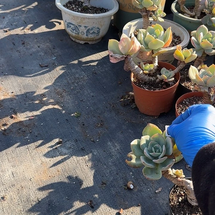 大**贵025无售后白凤脱土发货不退不换