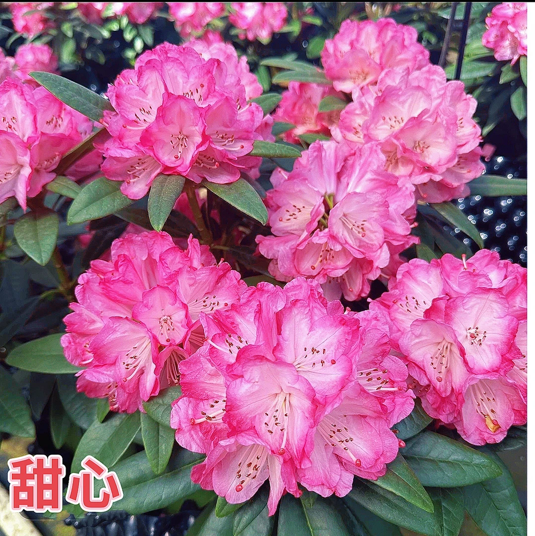 甜心 P120厘米盆 高山杜鹃耐寒耐热