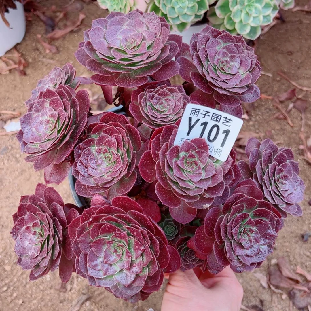 101黑珍珠尺寸18左右特价