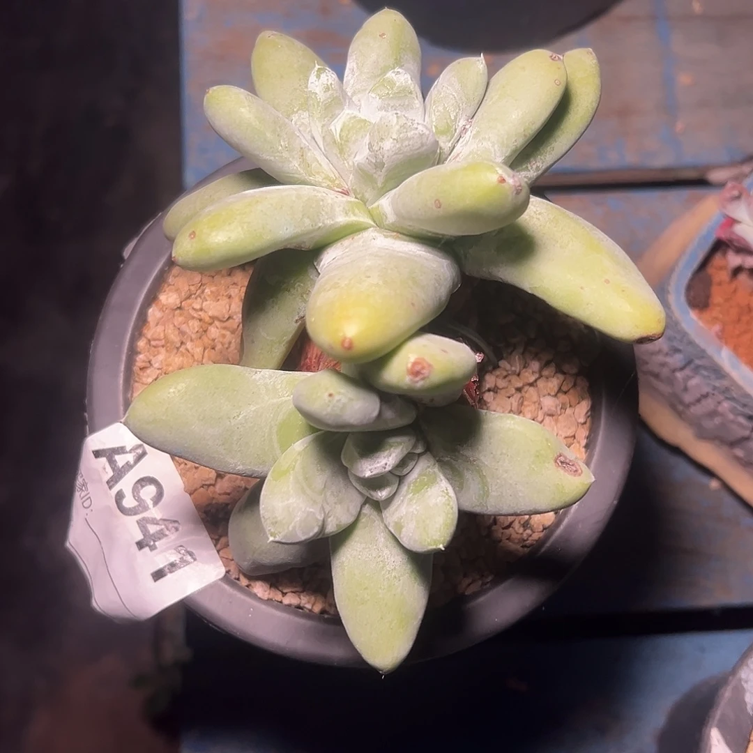 拇指一物一拍1455