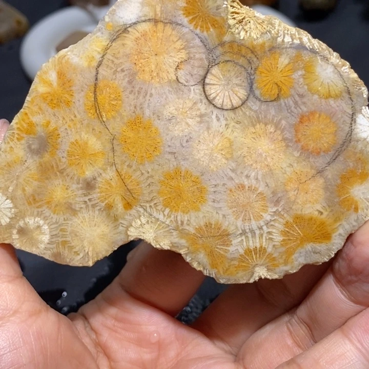 【闪购商品】未镶嵌珊瑚玉硅化玉