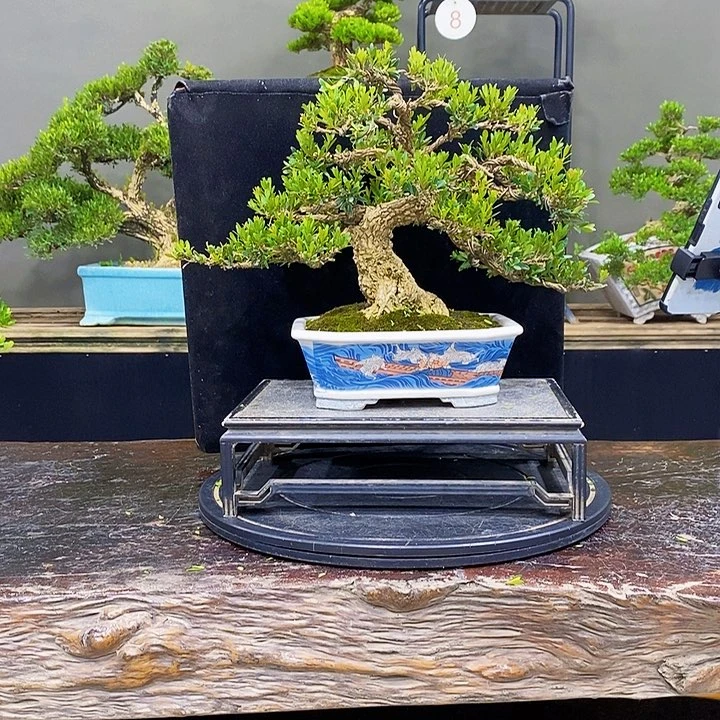 无花朵黄杨盆景四季常青