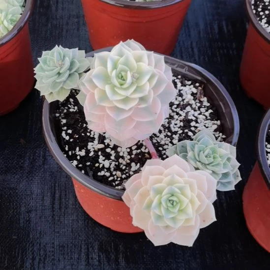 白牡丹超白锦（景天科）