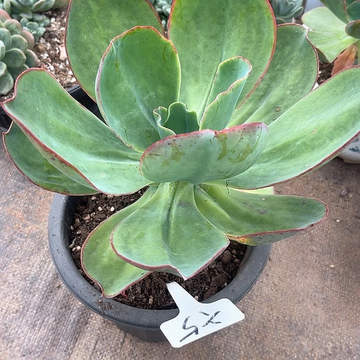 晨语多肉，一物一拍5芭比