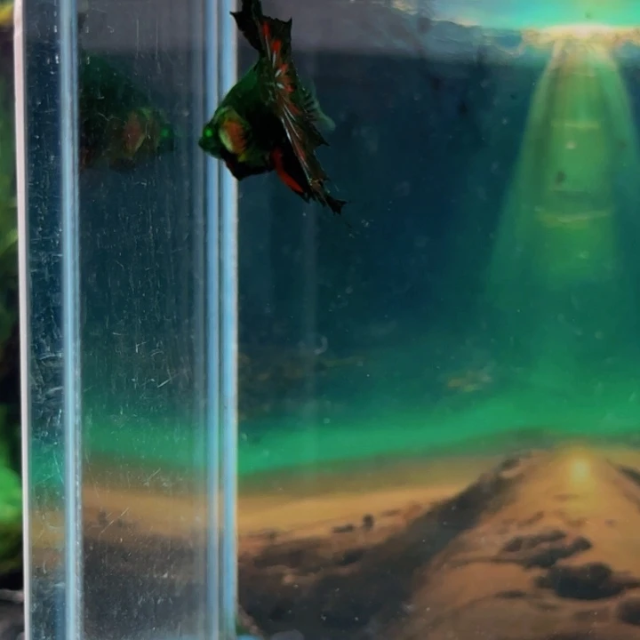 斗鱼那人是不是很不明白