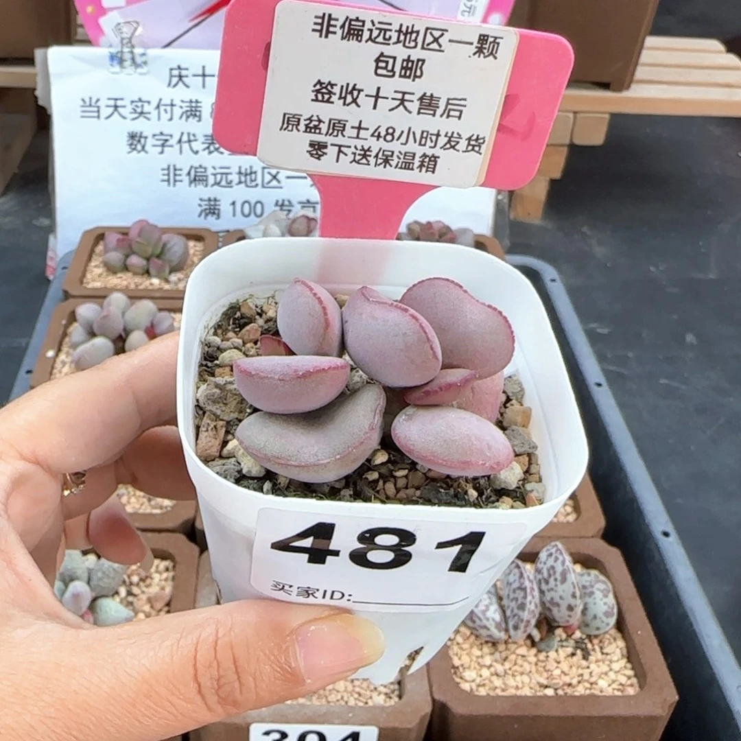 481白肌红蛋多肉植物