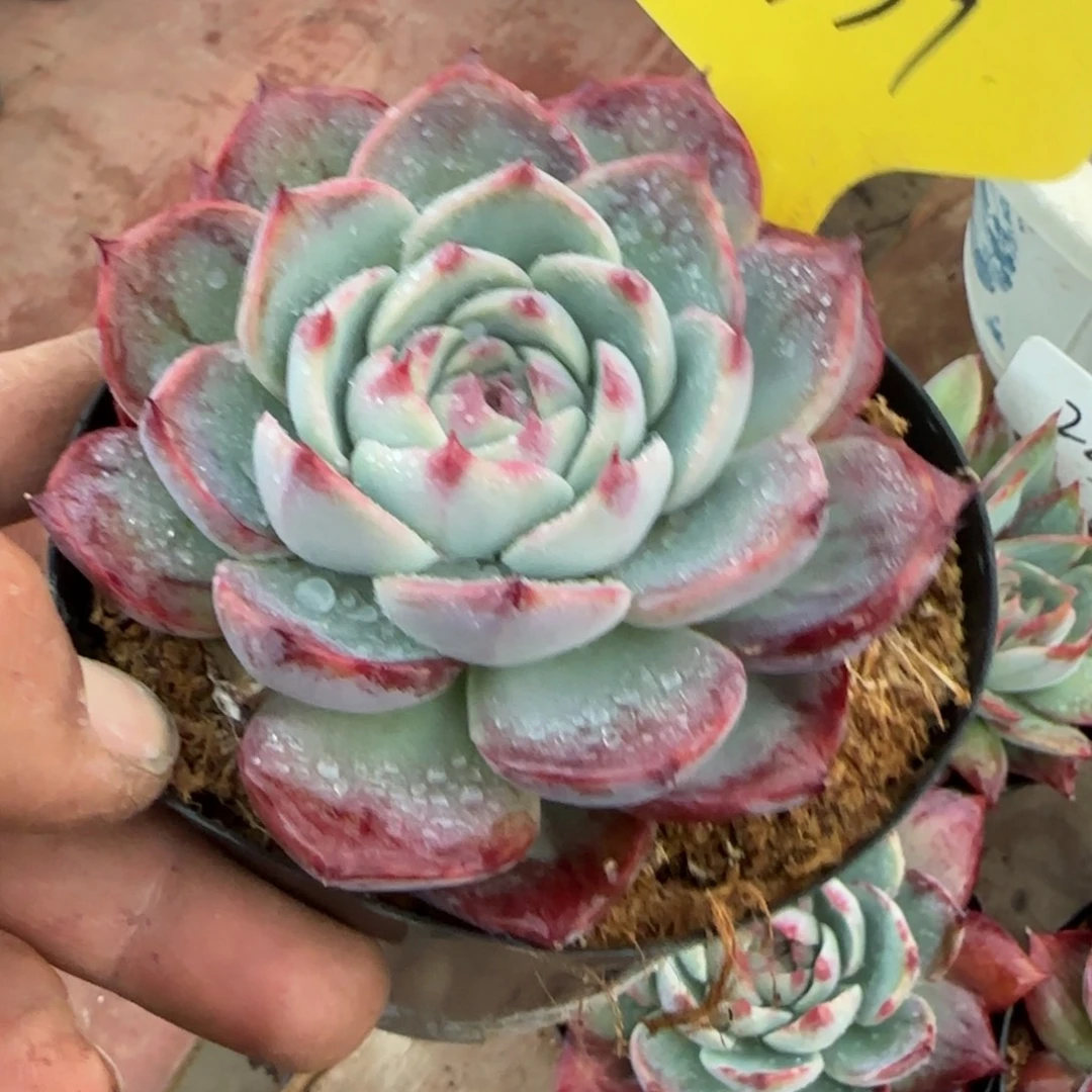 惊鸿一物一拍包装收缩花旱339
