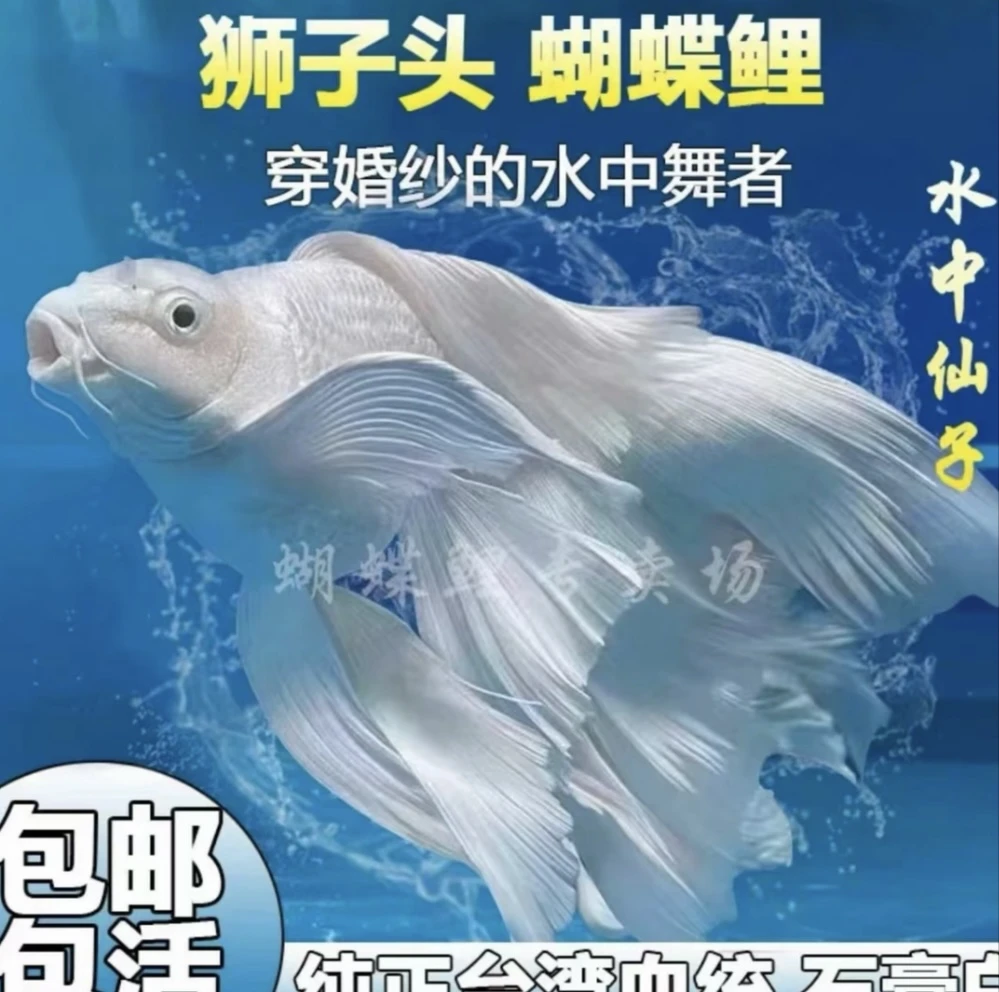 改价2-------专属蝴蝶鲤
