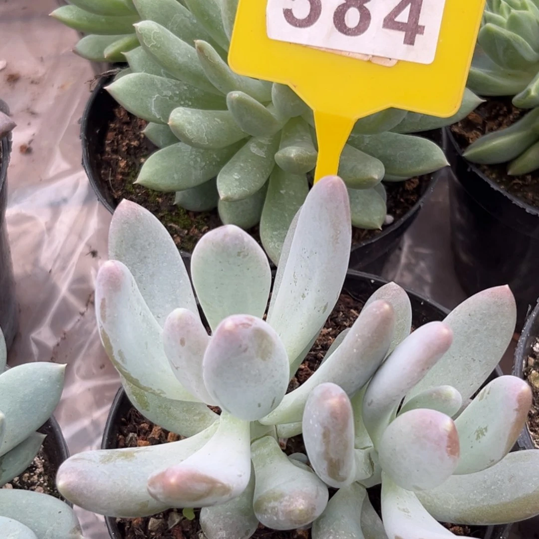 普齐飞多肉植物584