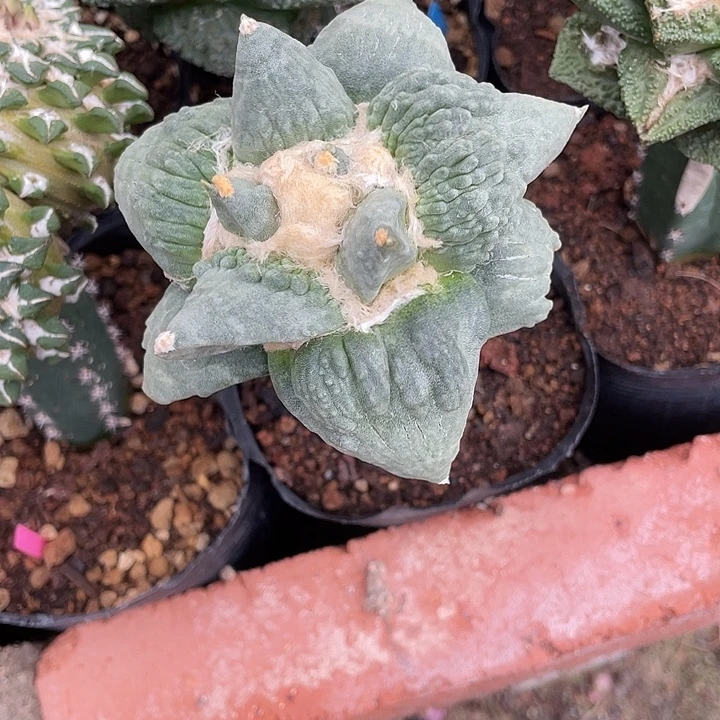 嫁接怒涛福利特价