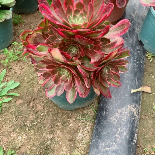 天****?多肉植物粉花妖943