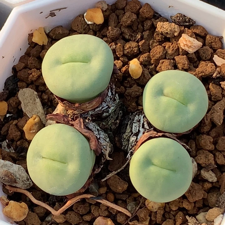 精品多肉植物大宽嘴
