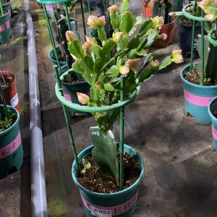 大部分花苞少量开放953嫁接028