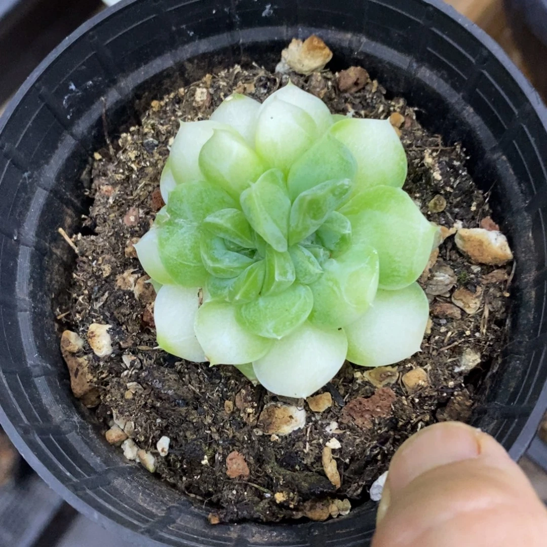 精品多肉一物一拍不包整83