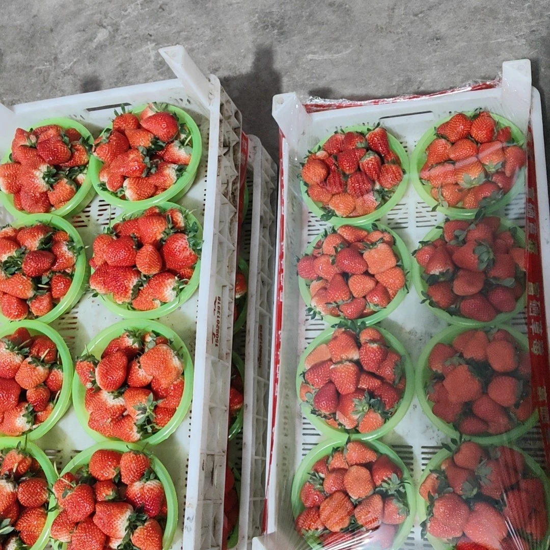 新鲜采摘立核桃夏日应季水果（5斤）