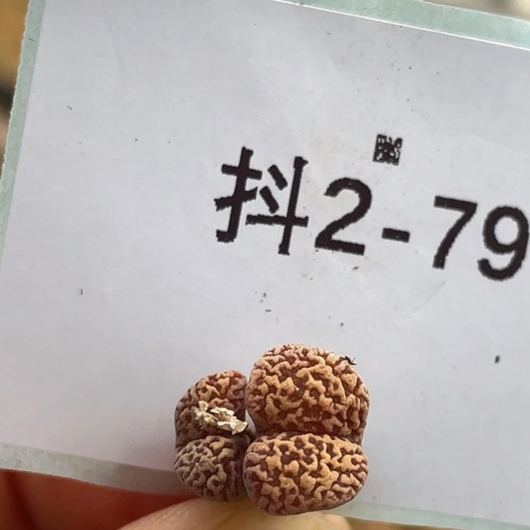 2-79鸟多肉植物肉锥