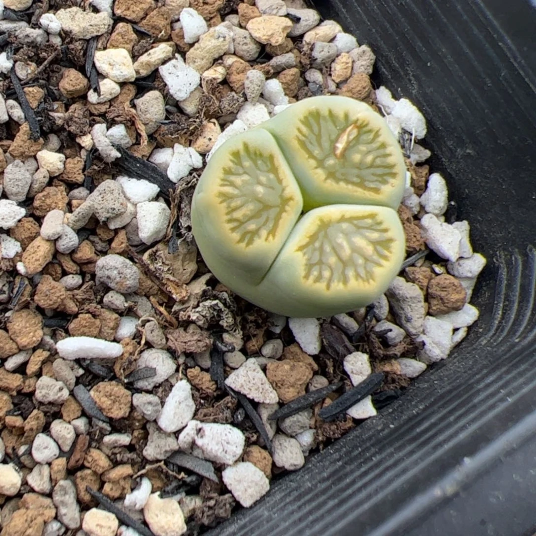 0138号绿菊奔 多肉植物
