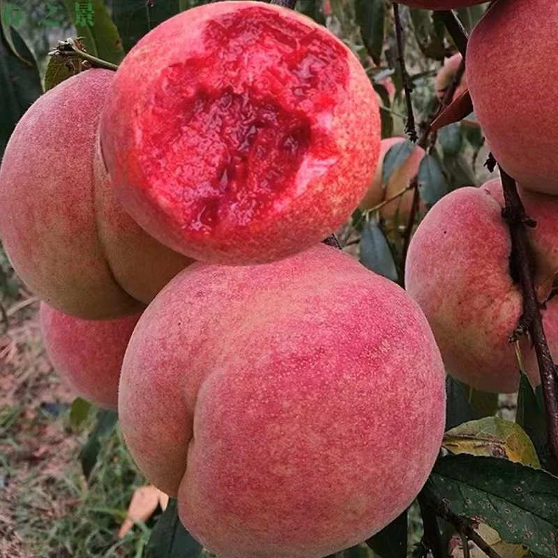 血桃树果苗嫁接特大晚熟冬桃苗黄桃树苗南北方种地栽水蜜桃树果树