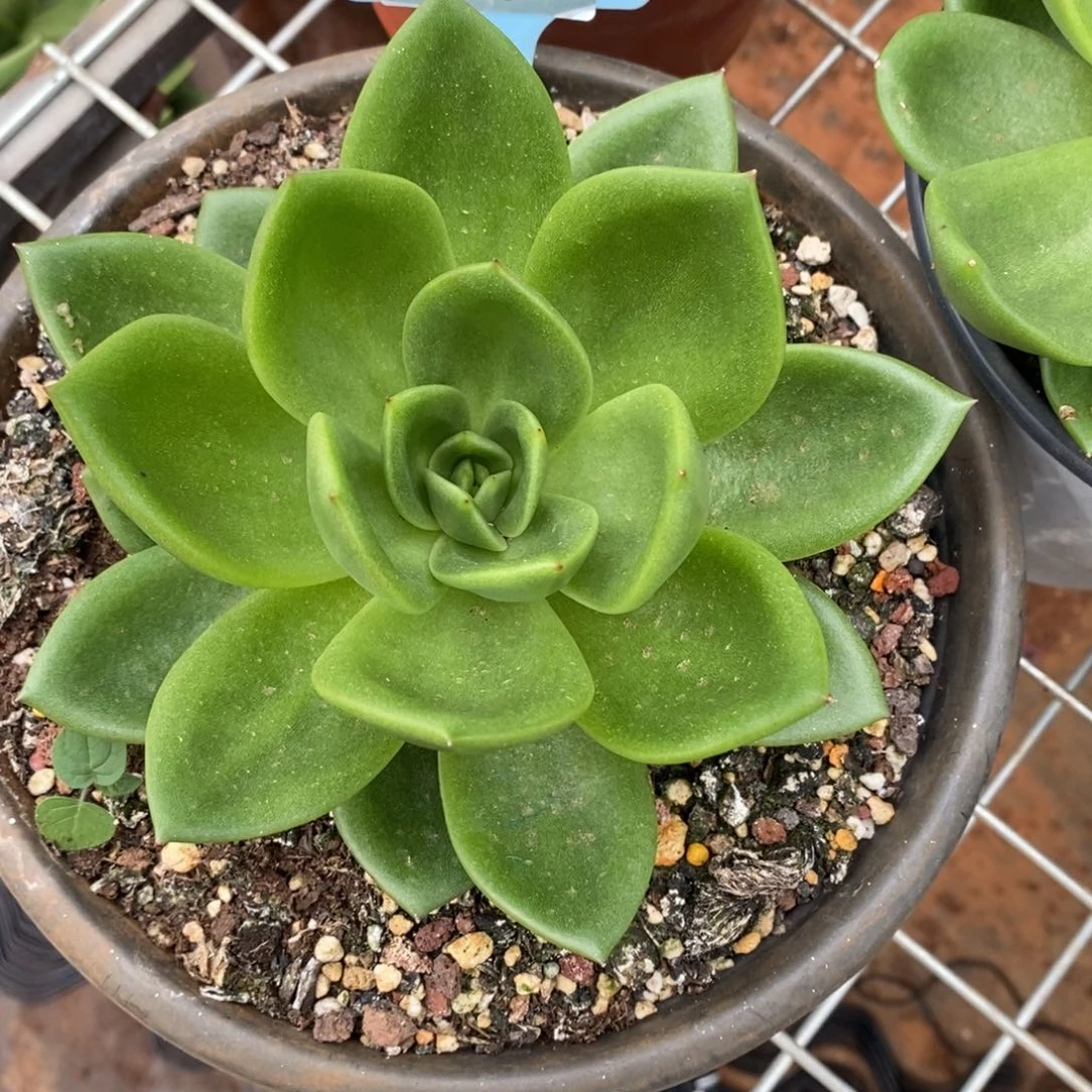 小***冻x064-多肉植物 翠花