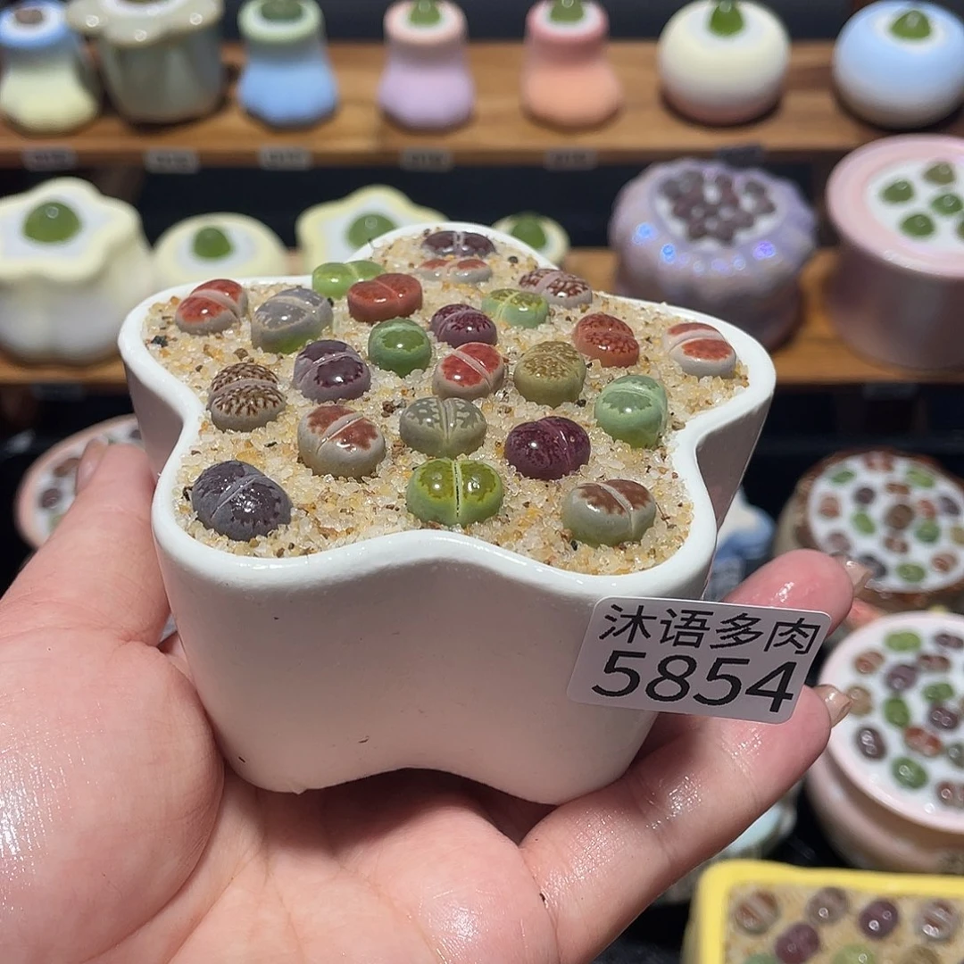 带盆土植物 一物一拍5854