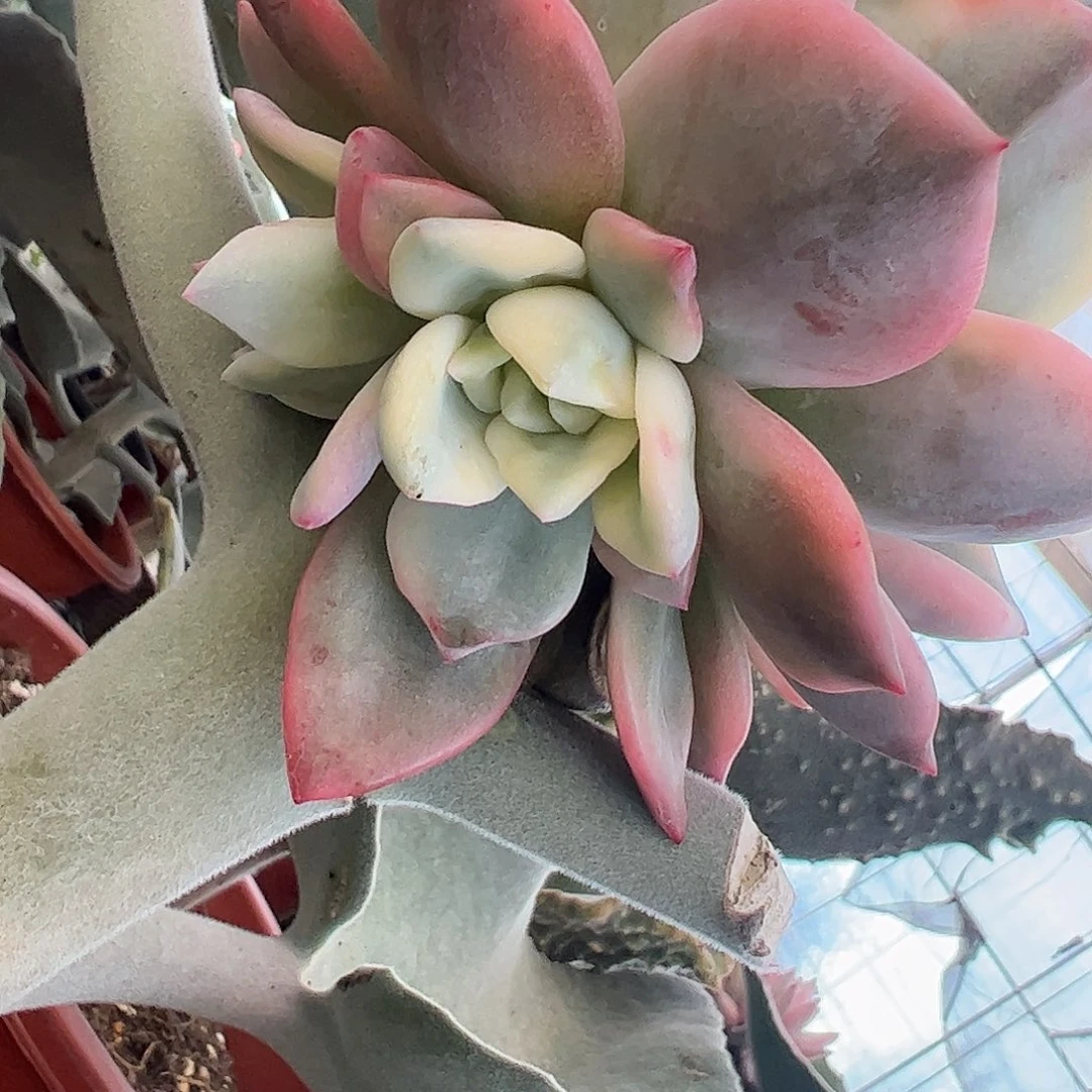 暗夜香槟侧芽 婕宝一物一拍