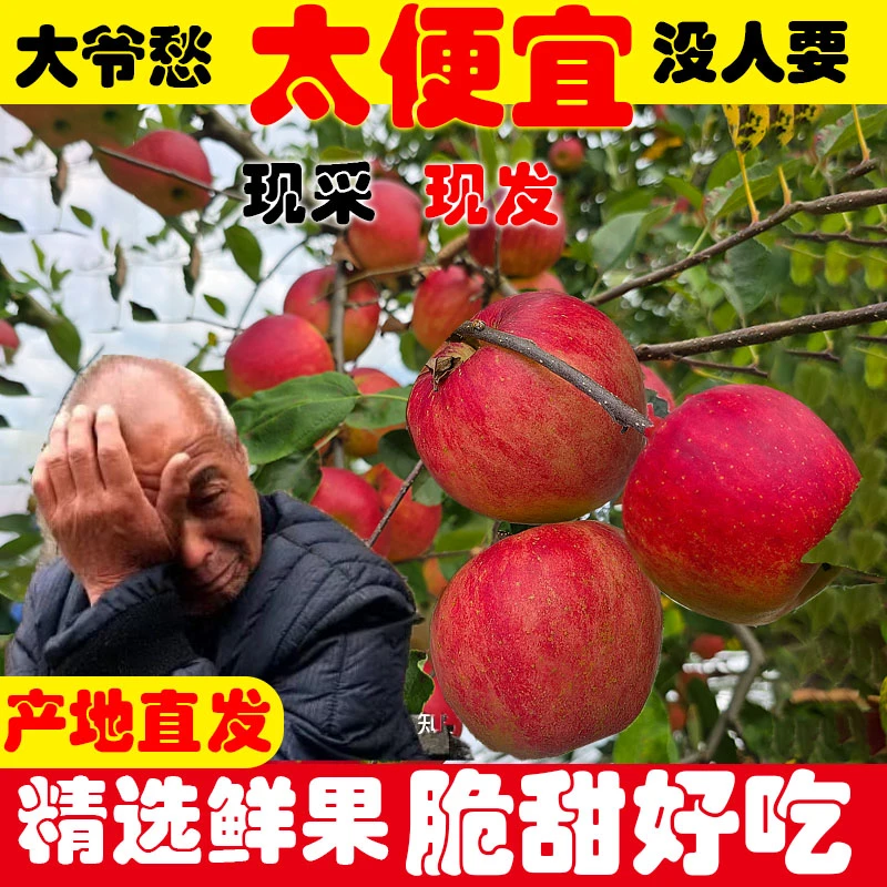 乌蒙岩洞昭通神沙红露苹果新鲜当季苹果水果冰糖心苹果产地直发