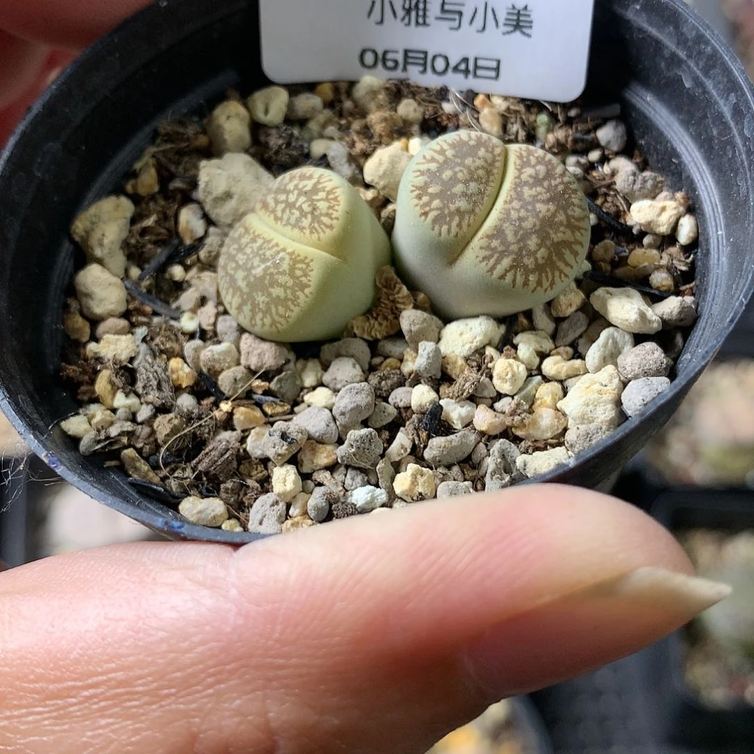 E300多肉植物保护