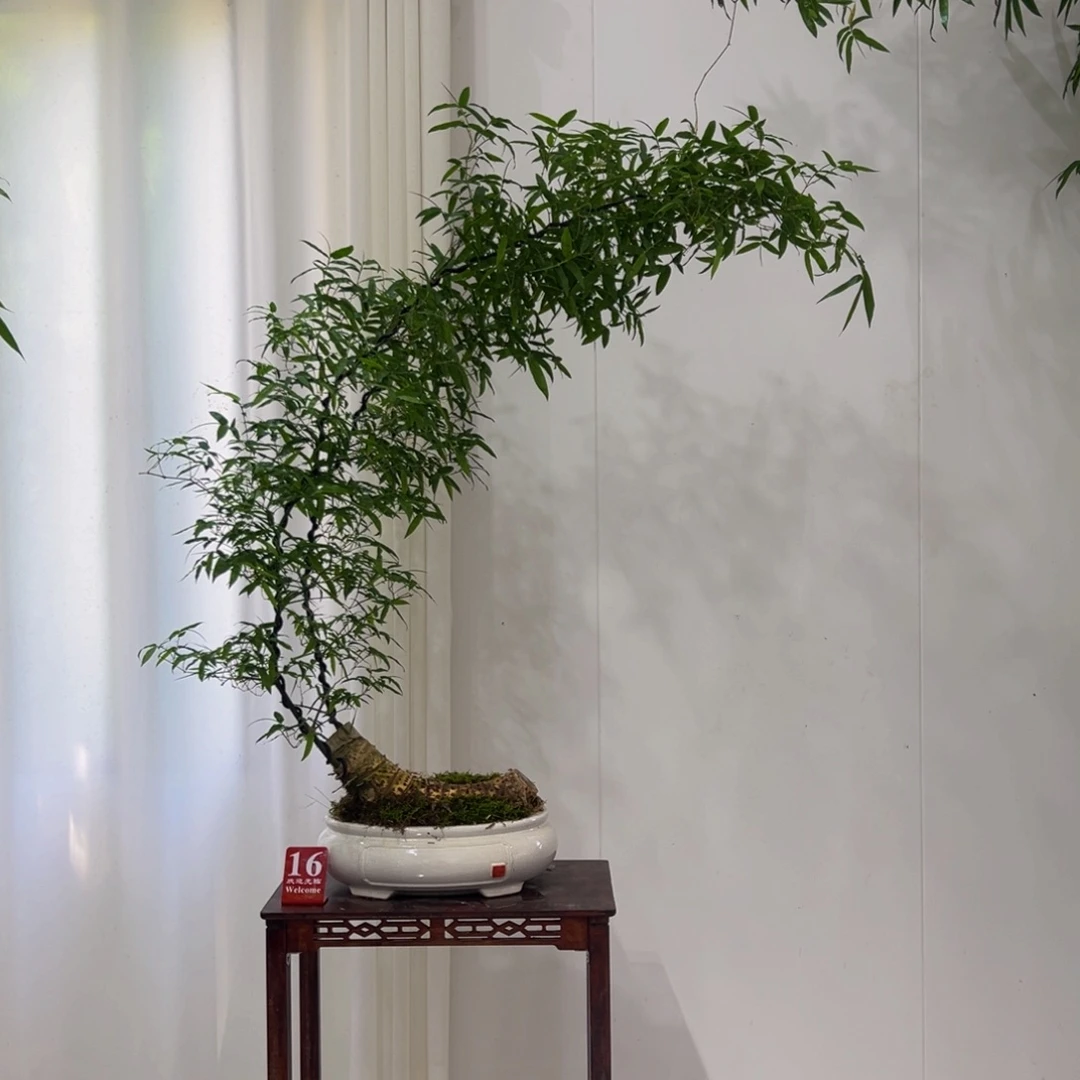 无花朵月牙桩双杆小精品