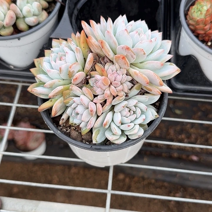 青蛙王子儿童牙膏11