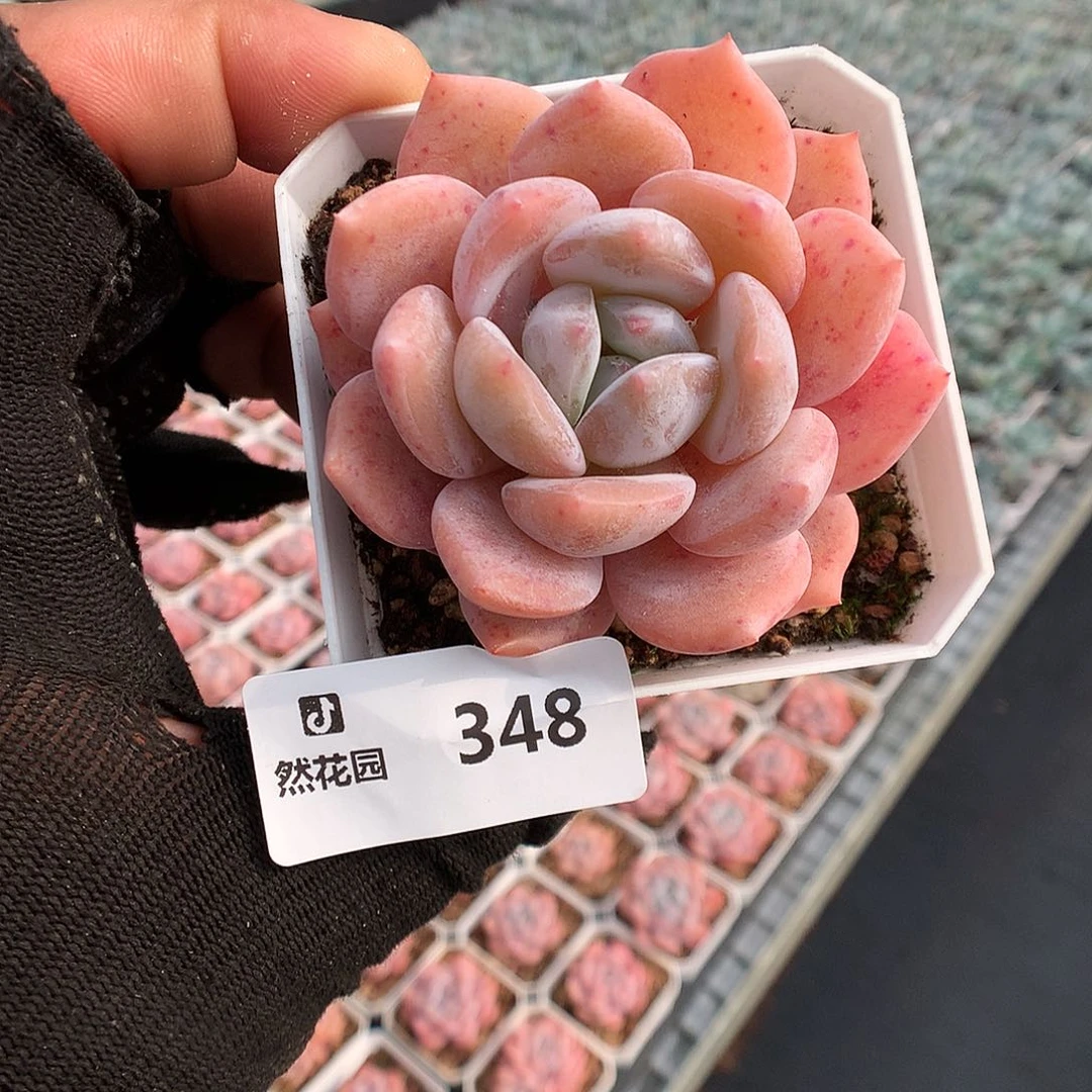 348果冻橙多肉植物666
