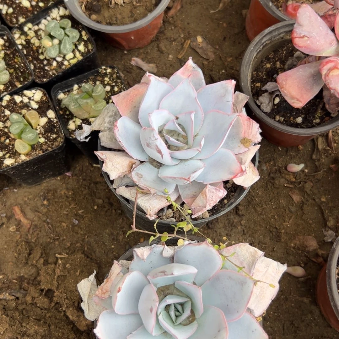 多肉植物多肉植物