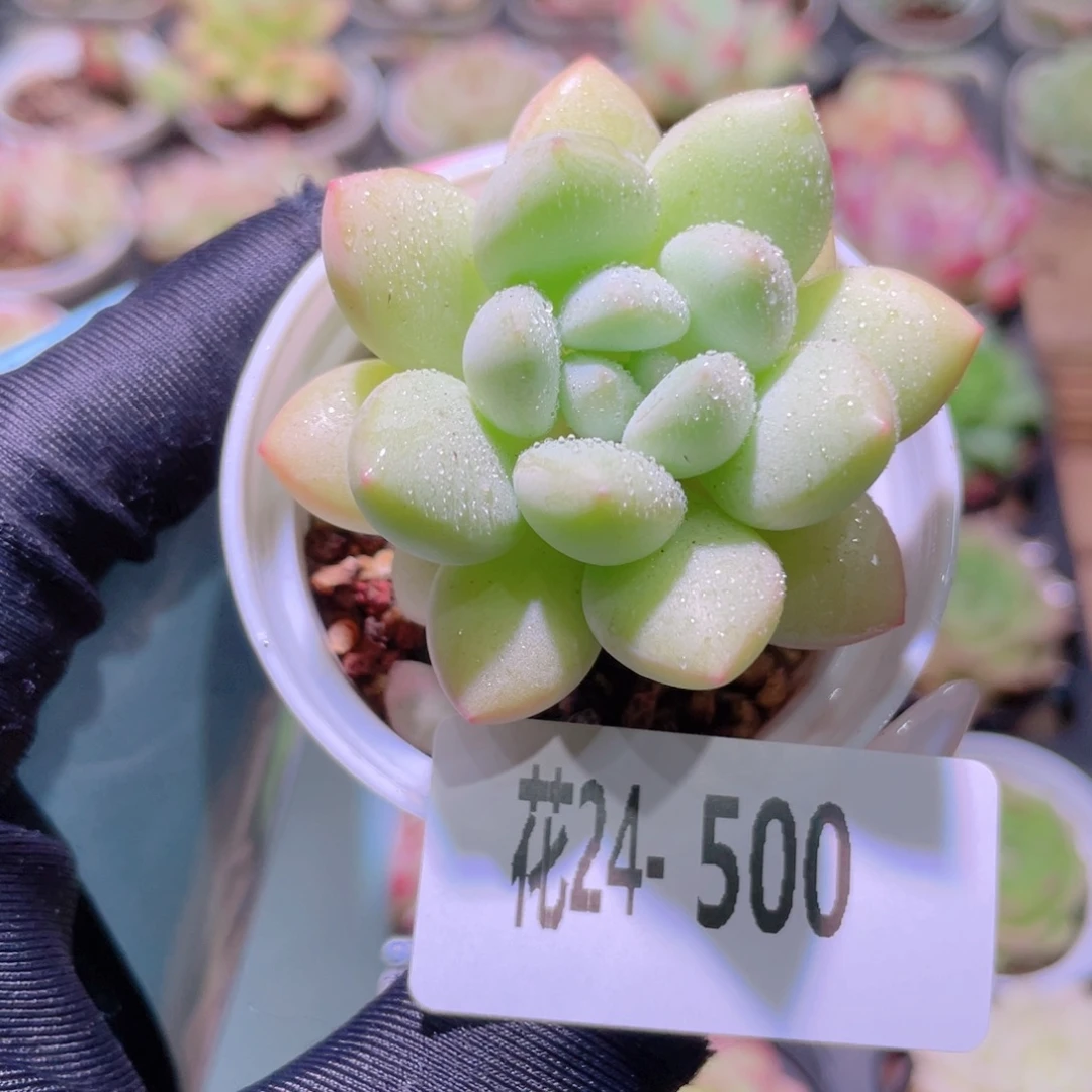 花利美24-500泡泡糖